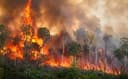 Api Mengamuk di Kaltim, 1.287 Hektare Hutan dan Lahan Hangus Terbakar