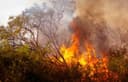 72 Orang Jadi Tersangka Karhutla, Bareskrim Polri Ungkap Modus Bakar Lahan untuk Kebun Sawit
