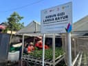 Dari Hidroponik ke Rupiah, Program Kebun Gizi Lansia PLN UID Kaltimra Tumbuhkan Kemandirian Warga