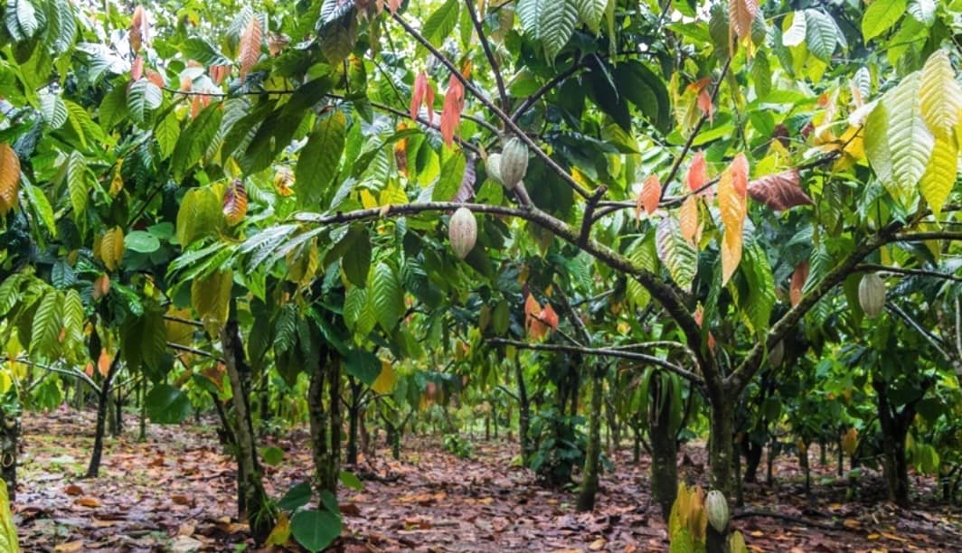 Kebun Kakao