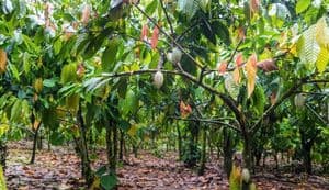 Kebun Kakao