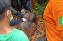 Balai Konservasi Sumber Daya Alam Temukan Orang Utan di Poros Kutim