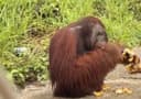 Bikin ‎Heboh! Orangutan Nongkrong di Pinggir Jalan Raya Kutim, Begini Tanggapan BKSDA Kaltim