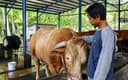 Berbobot 1.050 Kilogram, “Sibison” Terpilih Jadi Kurban Presiden Prabowo di Balikpapan