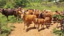 PPU Siapkan 361 Ekor Sapi untuk 16 Kelompok Tani