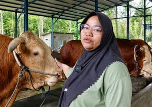 Sapi