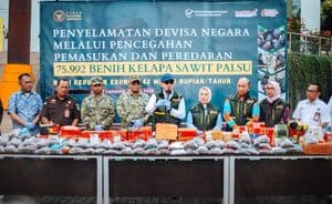 benih sawit ilegal