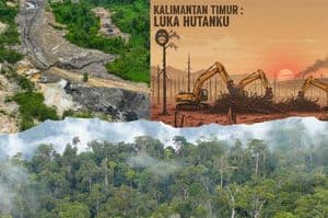 Hutan Kalimantan Timur