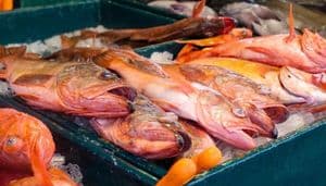 Ikan Kaltim