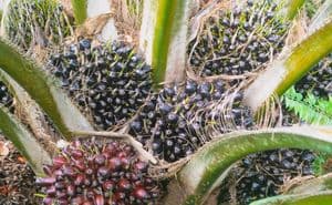 Kelapa Sawit