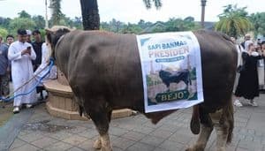 Sapi Kurban