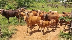 Sapi