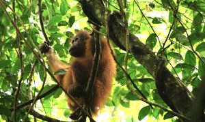 Orang Utan di Taman Nasional Kutai (aset: Caca/katakaltim)