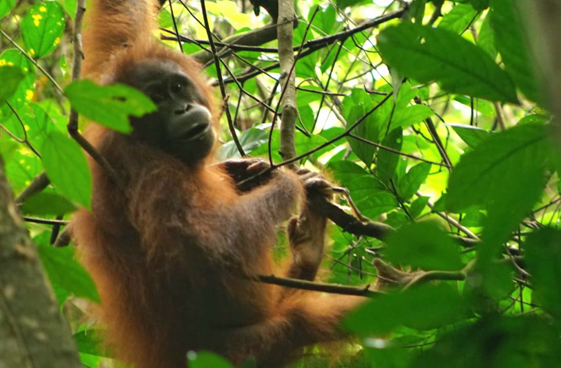 Orang Utan di Wisata Alam Prevab Taman Nasional Kutai (aset: Eko/katakaltim)