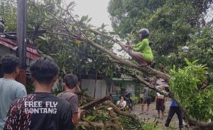 Satu pohon mangga tumbang menimpa rumah warga di Gang Pakis, RT 17, Kelurahan Gunung Elai, Kecamatan Bontany Utara, Kota Bontang, Jum'at (25/10/2024) (aset: yub/katakaltim)