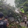 Satu pohon mangga tumbang menimpa rumah warga di Gang Pakis, RT 17, Kelurahan Gunung Elai, Kecamatan Bontany Utara, Kota Bontang, Jum'at (25/10/2024) (aset: yub/katakaltim)