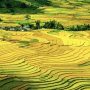 Lahan sawah (aset: publicdomainficture)