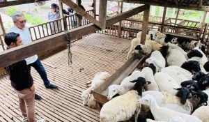 Pemerintah Kabupaten Kutai Timur (Pemkab Kutim) lakukan kunjungan kerja ke Cipta Visi Farm di Magelang, Jawa Tengah, Kamis (7/11/2024), untuk mempelajari konsep peternakan modern. (aset: prokutim/katakaltim.com)