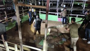 im gabungan Polsek Samboja dan Kikav 13/Mtc bongkar arena judi sabung ayam di Jalan Soekarno-Hatta, Gang Siaga, RT 31 Kelurahan Karya Merdeka, Kecamatan Samboja Barat, Kabupaten Kukar. (aset: polreskukar/katakaltim.com)