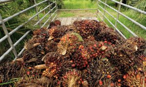 Tandan Buah Segar atau TBS kelapa sawit di Kalimantan Timur ikut merangkak setelah kenaikan Kernel dan CPO (aset: canva/katakaltim)