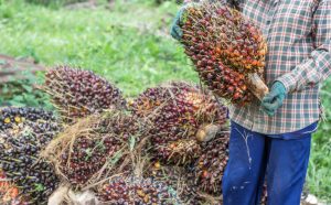 Petani memanen tandan buah segar sawit. Saat ini harga sawit mengalami kenaikan. (aset: canva/katakaltim.com)