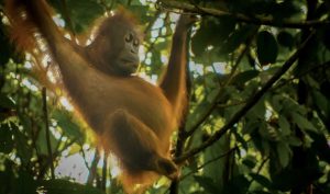 Orang Utan Kalimantan bernama Luna yang berada di Taman Nasional Kutai (TNK) via Prevab, salah satu objek wisata yang terletak di Kecamatan Sangatta Utara, Kabupaten Kutai Timur (dok: caca/katakaltim.com)