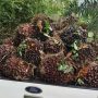 Tandan Buah Segar (TBS) kelapa sawit di salah satu perkebunan kelapa sawit milik warga Bontang. (dok: agu/katakaltim.com)