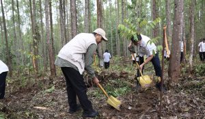 Otorita Ibu Kota Nusantara (IKN) ramai-ramai menanam pohon di Kawasan Inti Pusat Pemerintahan (KIPP) IKN di Miniatur Hutan Hujan Tropis Nusantara, Kamis (12/12/2024). (dok: Humas Otorita IKN)