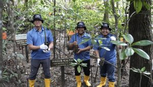 PT Kilang Pertamina Internasional (KPI) Unit Balikpapan menanam bibit mangrove jenis Rizophora Apiculata dengan metode planting back dalam rangka memperingati Hari Menanam Pohon Indonesia (HMPI). Berlangsung di Mangrove Center Graha Indah Balikpapan, salah satu kawasan konservasi penting di Kota Balikpapan, Kamis (12/12/2024). (dok: PT KPI)