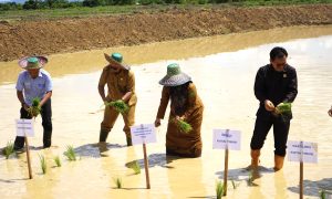 Pemkab Kutim melalui program Cetak Sawah Tahun 2024 menggelar acara Gerakan Tanam Perdana Gapoktan Abadi Jaya, Desa Miau Baru, Kecamatan Kombeng. (aset: ainun/katakaltim.com)