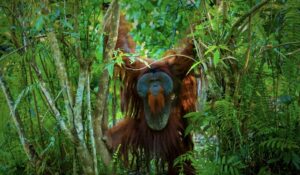 Orang Utan Kalimantan (dok: Humas Otorita IKN)