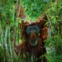 Orang Utan Kalimantan (dok: Humas Otorita IKN)