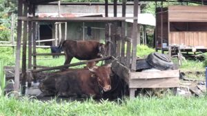 Salah satu peternakan sapi warga Kecamatan Tanjung Redeb, Jalan Sultan Agung, Kabupaten Berau dipotret pada Sabtu 18 Januari 2025 (dok.Asrin/katakaltim)