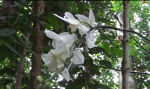 Salah satu jenis anggrek yang terdapat di Orchidarium Kebun Raya Balikpapan (KRB). (dok: hlm/katakaltim)