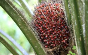 Tandan buah segar kelapa sawit di Kaltim (dok: canva/katakaltim)