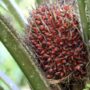 Tandan buah segar kelapa sawit di Kaltim (dok: canva/katakaltim)