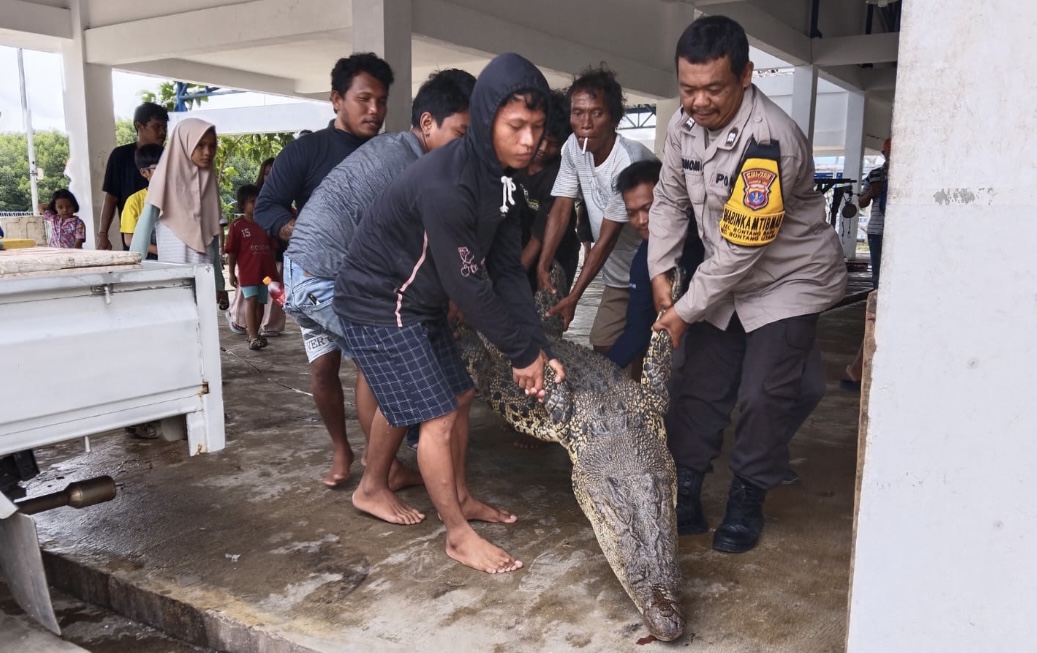 Proses evakuasi buaya (dok: agu/katakaltim)