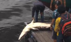 Seekor buaya ditemukan mengapung di Tanjung Limau, Kota Bontang, Kamis 27 Februari 2025 (dok: agu/katakaltim)