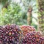 Tandan buah segar kelapa sawit (dok: canva/katakaltim)