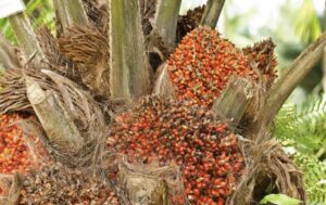 Kelapa sawit (dok: canva/katakaltim)