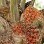 Kelapa sawit (dok: canva/katakaltim)