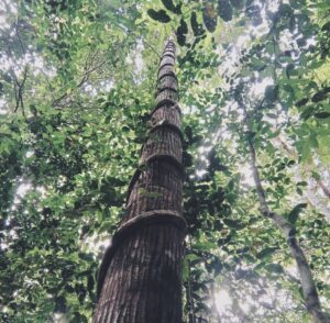 Hutan Lindung Wahea, di Desa Nehas Liah Bing, Muara Wahau, Kutim, menjadi salah satu objek wisata di Kutim yang tak jarang dikunjungi (dok: Yuliana/Cca/katakaltim)