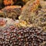 Tandan buah segar kelapa sawit (dok: canva/katakaltim)