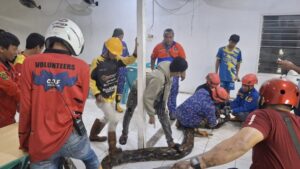 Dinas Pemadam Kebakaran dan Penyelamatan (Damkarmat) Kota Samarinda menangkap ular berukuran jumbo, Sabtu 24 Mei tengah malam (dok: Damkarmat)