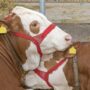 Sapi (canva/katakaltim)