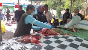 Tim Kesehatan Hewan dari Dinas Pangan, Pertanian, dan Perikanan (DP3) Kota Balikpapan saat melakukan pemeriksaan postmortem para hewan yang sudah disembelih, Sabtu (7/6/2025). (Dok: han/katakaltim)