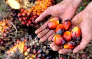 Kelapa Sawit (dok: ist)